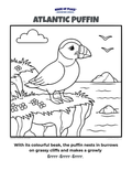 Free Puffin Colouring Page for Kids